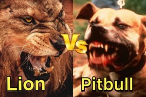 Pitbull vs Lion Real Fight - Lion vs Pitbull animal fight 2019