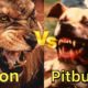 Pitbull vs Lion Real Fight - Lion vs Pitbull animal fight 2019