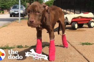 Pittie Makes Her Foster Mom Cry Happy Tears | The Dodo Pittie Nation
