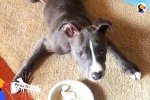 Pittie Puppy Is Pure Inspiration | The Dodo Pittie Nation