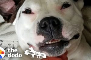 Pittie Who Was Shot Lives Like A Princess Now | The Dodo Pittie Nation