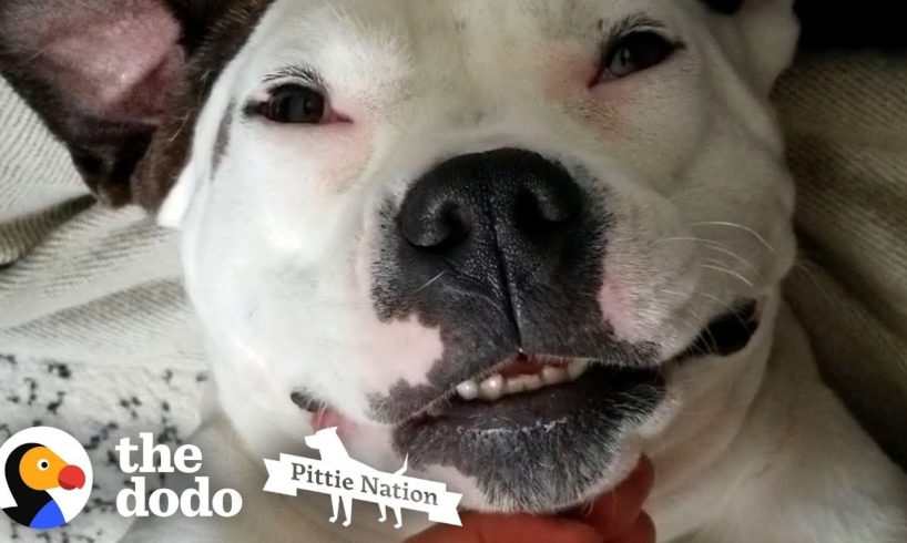 Pittie Who Was Shot Lives Like A Princess Now | The Dodo Pittie Nation