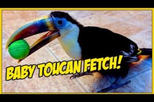 Playing Fetch with my ADHD Baby Toucan!