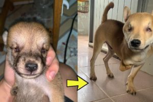 Poor Puppy Totally Blind Was Rescued