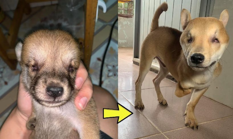 Poor Puppy Totally Blind Was Rescued