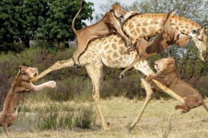 Power of the LION in the animal world - Lion Hunting Giraffe, Buffalo, Elephant...