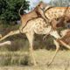 Power of the LION in the animal world - Lion Hunting Giraffe, Buffalo, Elephant...