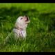 Puppies Crying And Whining Compilation [Cuteness Overload]