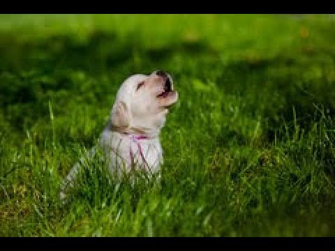 Puppies Crying And Whining Compilation [Cuteness Overload]