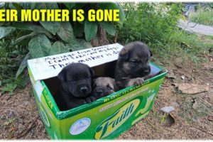 Puppies Found In The Side Walk Rescue With The Saddest Note"Their Mother Is Gone"