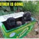 Puppies Found In The Side Walk Rescue With The Saddest Note"Their Mother Is Gone"