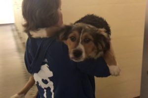 Puppies Rescued from Hoarder at Charleston Animal Society