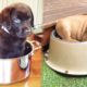 Puppies SOO Cute! Cute Puppy Videos Compilation cutest moment of the Dogs #1
