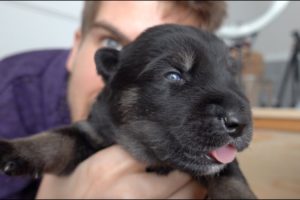 Puppies open their Eyes for the First Time!