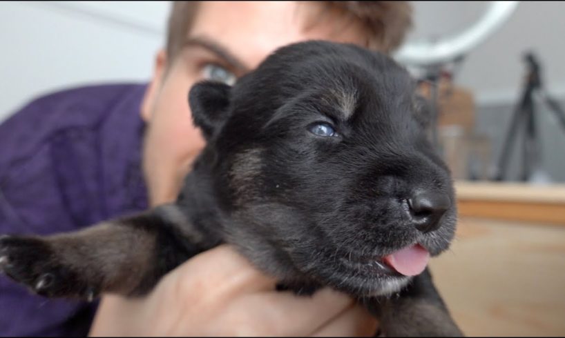 Puppies open their Eyes for the First Time!