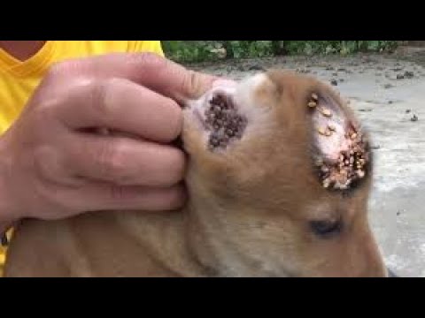 Puppy Abandoned on a Busy Road Gets Rescued Just in Time ...Dog Rescue Stories