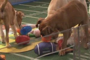 Puppy Bowl 2014: Cute puppies outshine the Super Bowl in New York