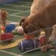 Puppy Bowl 2014: Cute puppies outshine the Super Bowl in New York