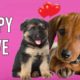 Puppy Love ♥ Puppy Friends ♥ Cute German Shepherd and Dachshund Puppies ♥ Cute Puppies