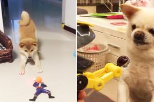 Puppy Reaction to Playing Toy - Funny Dog Toy Reaction Compilation