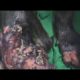 Puppy Rescued! 100+ Maggots Removing from Puppy #2019