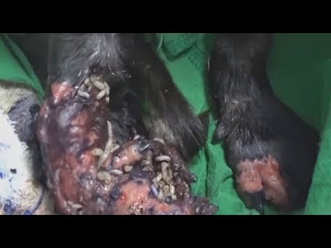 Puppy Rescued! 100+ Maggots Removing from Puppy #2019