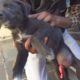 Puppy with intestine bursting out of wound rescued