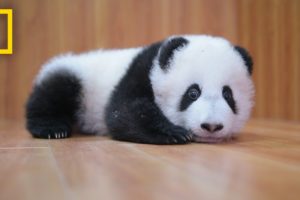 Raising Cute Pandas: It's Complicated | National Geographic