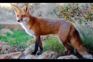 Red Fox Amazing Facts By Animals Knowledge