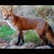 Red Fox Amazing Facts By Animals Knowledge