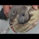 Removing a plastic straw from a sea turtle's nostril - Short Version