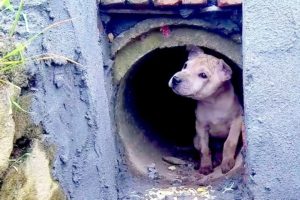 Rescue Abandoned Dog in Sewer.. Dog living in a sewer and waiting to die