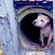 Rescue Abandoned Dog in Sewer.. Dog living in a sewer and waiting to die