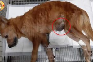Rescue Abandoned Dog with Swollen & Infected TUMOR Suffered Many Pains