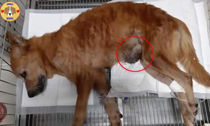 Rescue Abandoned Dog with Swollen & Infected TUMOR Suffered Many Pains