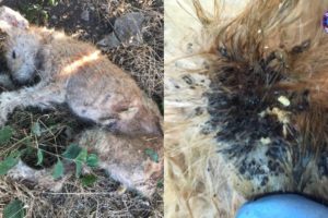 Rescue Abandoned Puppy Cover Hundred Maggots, Ticks, Fleas in Garbage waiting for Death