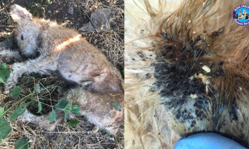 Rescue Abandoned Puppy Cover Hundred Maggots, Ticks, Fleas in Garbage waiting for Death