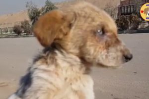 Rescue Abandoned Puppy Was BLIND On The Roadside