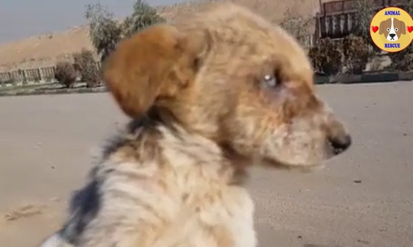 Rescue Abandoned Puppy Was BLIND On The Roadside