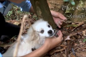 Rescue An Abandoned Puppy chained to a tree with so many ticks on her head