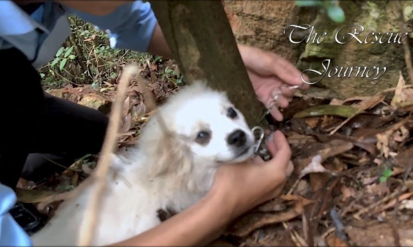Rescue An Abandoned Puppy chained to a tree with so many ticks on her head
