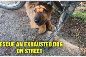 Rescue An Exhausted Stray Dog On Street - Homeless Puppy Need New Home