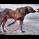 Rescue Dog eyes full of tears begging for help, Dog Rescue Story tears of despair #2019