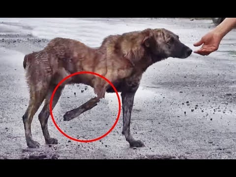 Rescue Dog eyes full of tears begging for help, Dog Rescue Story tears of despair #2019