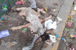 Rescue Extreme Slim Dog Thrown Away in Garbage
