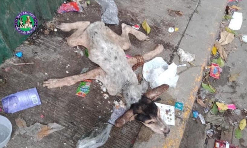 Rescue Extreme Slim Dog Thrown Away in Garbage
