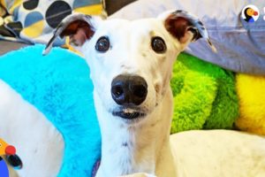 Rescue Greyhound Is The Cutest Little Diva | The Dodo