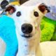 Rescue Greyhound Is The Cutest Little Diva | The Dodo