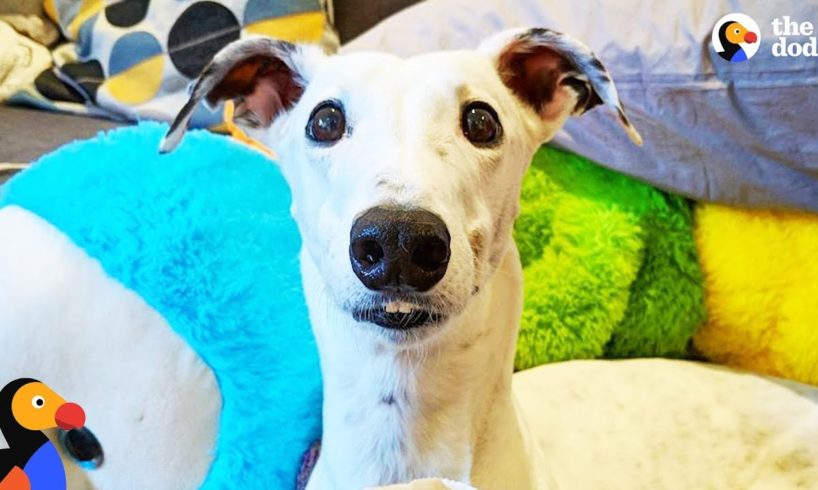 Rescue Greyhound Is The Cutest Little Diva | The Dodo