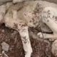 Rescue Homeless Dog Has Big Wound And Many Bacteria On The Street
